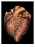 Heart Historic Cardiac Colorized