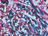 Avian Influenza H5N1 Strain Virus Chicken Fowl