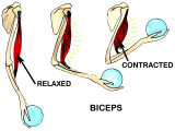Biceps Muscle Movement Arm Lifting