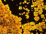 Photomicrograph Crystallized DNA
