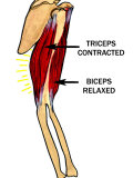 Biceps Relaxed  Triceps Contracted