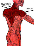 Muscles of the Back