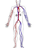 Arteries in Red and Veins in Blue