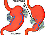 Smooth Muscle Contraction Stomach