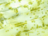 elodea leaf chloroplasts