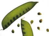 Close Up Snow Pea Pods