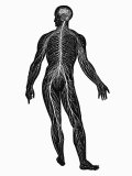 Central and Perepheral Nervous System