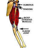 Movement of Striated Muscle