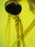 Anopheles Mosquito Yellow Background
