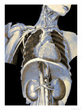 Human Body Ribs Kidney Heart Veins