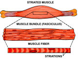 Make-Up of Striated Muscle