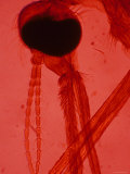 Anopheles Mosquito Red Background