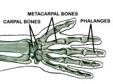 Hand Wrist Bones Labeled