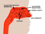 Olfactory Receptors in Sense of Smell