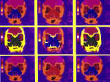 Colorized MRI Scans of Head