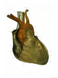 Anterior View Heart and Great Vessels