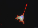 Mammalian Nerve Cell Dendrite Sensory Synapse