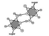 Cytosine Guanine Bond Rna Pass Information in a Cell