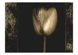 White Tulipa II