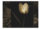 White Tulipa I
