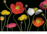 Poppy Garden II