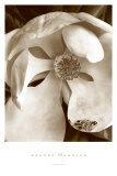 Fleur No 3