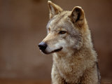 Close Up of Coyote in the Wild
