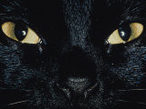 Close Up of Eyes and Nose of Black Cat