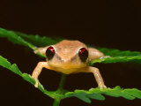 Close Up of a Coqui Singing Frog on Leaves in the Caribbean