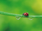 Ladybug with Water Droplets Sitting on Middle of Leaf
