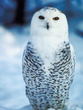 Snowy Owl Standing in Snow