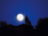 Coyote in Nature Howling at Full Moon