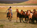 Cowboy Riding Horse While Corralling Horses into a Pasture