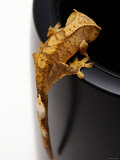 Small Scaley and Crested Gecko Lizard Climbing