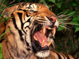 Close Up of Bengal Tiger Showing Teeth
