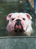 Bulldog Wading Through Water Trough