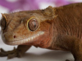 Close Up of a Scaley Crested Gecko Lizard With