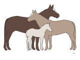 Brown Herd