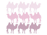 Pink Camel Family