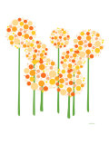 Orange Alliums