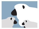 Blue Sheep
