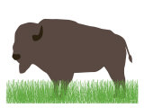 Buffalo