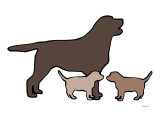 Chocolate Lab