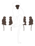White Monkey