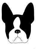Boston Terrier