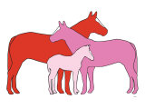 Pink Herd