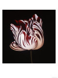 Parrot Tulip Study in Red