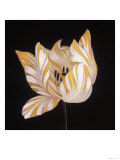 Parrot Tulip Study in Yellow