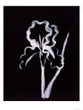 Shadow Iris