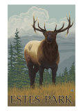 Estes Park  Colorado  Elk Scene